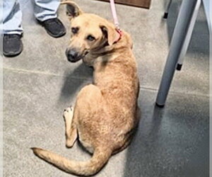German Shepherd Dog-Unknown Mix Dogs for adoption in Houston, TX, USA