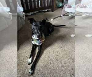 Labrador Retriever-Unknown Mix Dogs for adoption in Lakewood, CO, USA