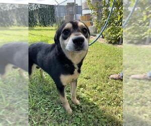 German Shepherd Dog-Unknown Mix Dogs for adoption in Corpus Christi, TX, USA