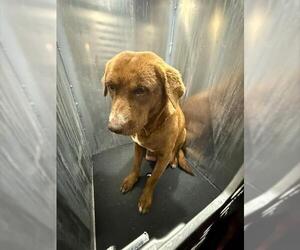 Labrador Retriever-Unknown Mix Dogs for adoption in San Antonio, TX, USA