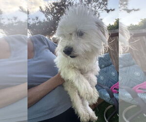 Maltese-Unknown Mix Dogs for adoption in San Diego , CA, USA