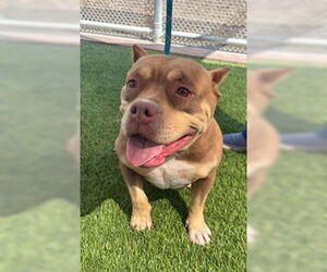 Bulldog-Unknown Mix Dogs for adoption in Lathrop, CA, USA