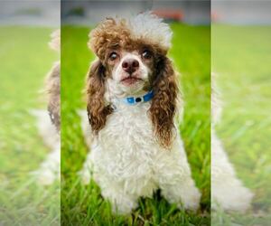 Poodle (Toy) Dogs for adoption in Pacolet, SC, USA