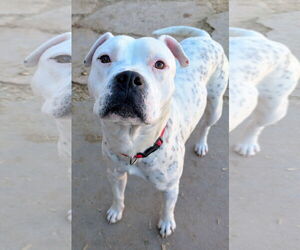 Bulldog-Unknown Mix Dogs for adoption in Pena Blanca, NM, USA