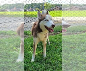 - Mix Dogs for adoption in Tarboro, NC, USA