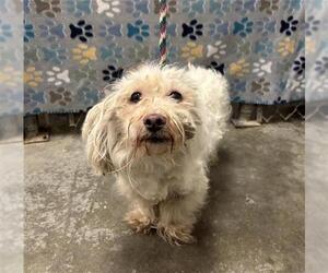 Maltese Dogs for adoption in Rosenberg, TX, USA
