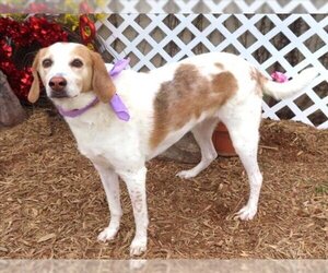 Mutt Dogs for adoption in Oklahoma City, OK, USA