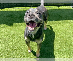 Mutt Dogs for adoption in Orange, CA, USA