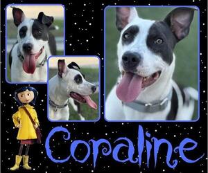 Labrador Retriever-Unknown Mix Dogs for adoption in Pearland, TX, USA