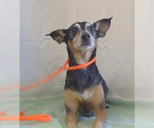 Chihuahua-Unknown Mix Dogs for adoption in Sacramento, CA, USA