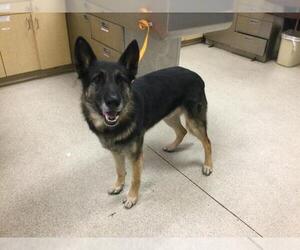 German Shepherd Dog-Unknown Mix Dogs for adoption in Riverside, CA, USA