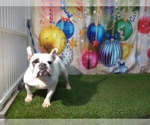 Bulldog Dogs for adoption in Orlando, FL, USA