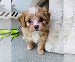 Maltese Dogs for adoption in Marina Del Rey, CA, USA