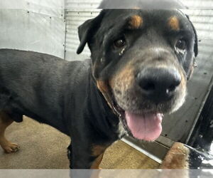 Rottweiler Dogs for adoption in San Bernardino, CA, USA