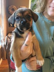 Bea-Tzu Dogs for adoption in Fayetteville, GA, USA