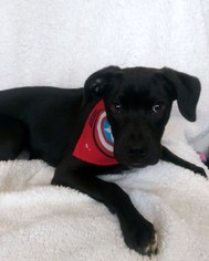 Labrador Retriever Dogs for adoption in Newark, DE, USA