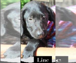 Labrador Retriever Dogs for adoption in Coventry, RI, USA