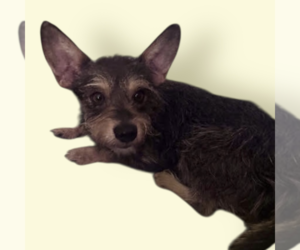 Mutt Dogs for adoption in Rockville, MD, USA