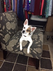 Jack-Rat Terrier Dogs for adoption in San Antonio, TX, USA