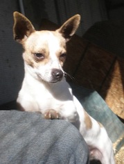 Chihuahua-Unknown Mix Dogs for adoption in Templeton, CA, USA