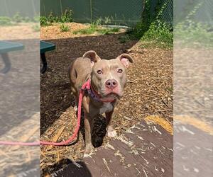 Mutt Dogs for adoption in Waterford, VA, USA