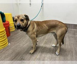 Mutt Dogs for adoption in Pasadena, CA, USA