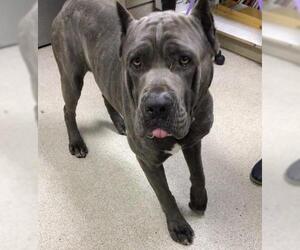 Mastiff-Unknown Mix Dogs for adoption in Riverside, CA, USA