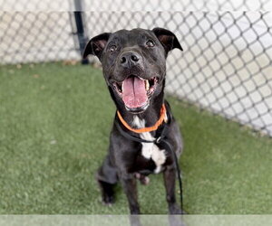 Labrador Retriever-Unknown Mix Dogs for adoption in Tavares, FL, USA