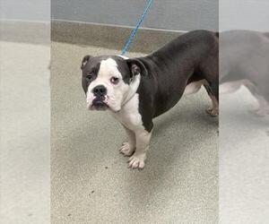Bulldog-Unknown Mix Dogs for adoption in Las Vegas, NV, USA