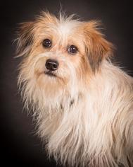 Medium Photo #1 Tibetan Terrier-Unknown Mix Puppy For Sale in Charlotte, NC, USA
