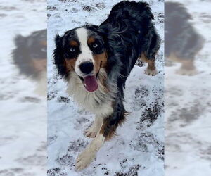Australian Shepherd-Unknown Mix Dogs for adoption in Webster, WI, USA