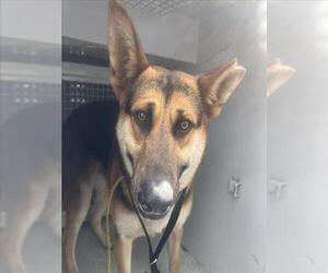 German Shepherd Dog Dogs for adoption in San Bernardino, CA, USA
