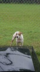 Bull Terrier Dogs for adoption in Camden, TN, USA