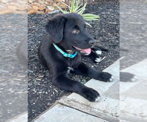 Labrador Retriever-Unknown Mix Dogs for adoption in The Woodlands, TX, USA