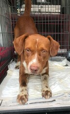 Lab-Pointer Dogs for adoption in Meridian, MS, USA