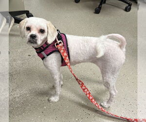 Maltese-Unknown Mix Dogs for adoption in Mundelein, IL, USA