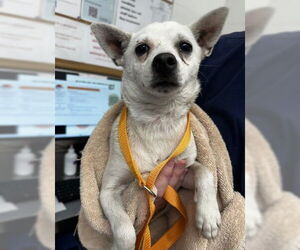 Chihuahua Dogs for adoption in San Bernardino, CA, USA