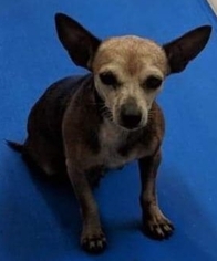 Chihuahua-Unknown Mix Dogs for adoption in Pawtucket, RI, USA