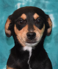 Chiweenie Dogs for adoption in Eureka, CA, USA