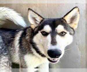 Siberian Husky Dogs for adoption in San Bernardino, CA, USA
