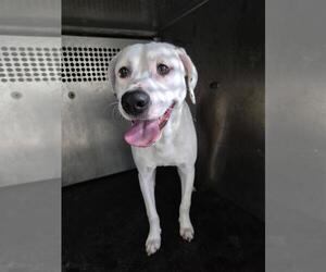 Staffordshire Bull Terrier-Unknown Mix Dogs for adoption in Texas City, TX, USA