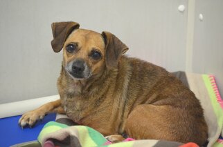 Chiweenie Dogs for adoption in Harrisburg, PA, USA