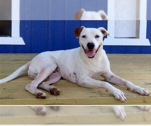 Labrador Retriever-Unknown Mix Dogs for adoption in Green Forest, AR, USA