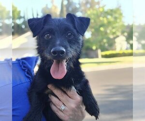 Cairn Terrier-Unknown Mix Dogs for adoption in Arlington, WA, USA