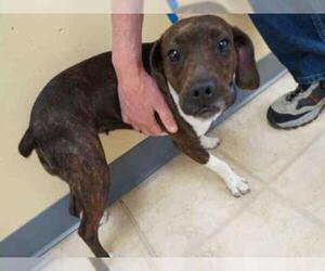Boglen Terrier Dogs for adoption in Norfolk, VA, USA