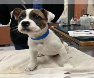 Boxer-Unknown Mix Dogs for adoption in Rancho Cucamonga, CA, USA