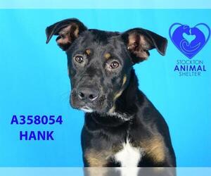 Rottweiler Dogs for adoption in Stockton, CA, USA