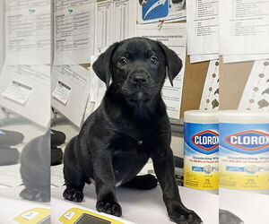 Labrador Retriever Dogs for adoption in Bolivar, MO, USA