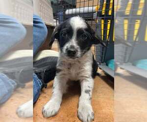 Mutt Dogs for adoption in Bolivar, MO, USA