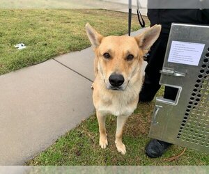 German Shepherd Dog Dogs for adoption in Grand Prairie, TX, USA